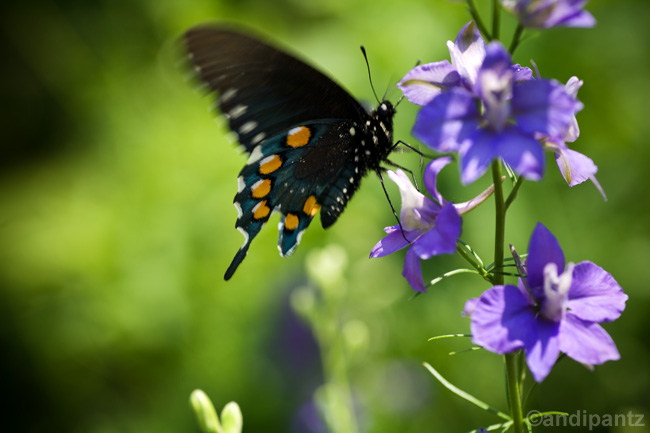گل زبان درقفا بلند